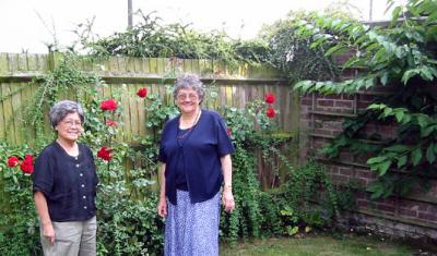 Wood fence with climbing roses