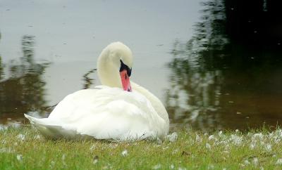 Preening