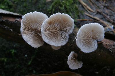 Crepidotus sp.