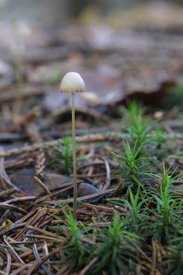 Mycena sp.