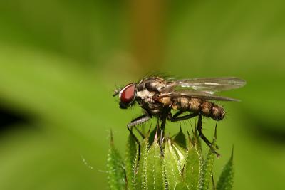 Asilidae sp.