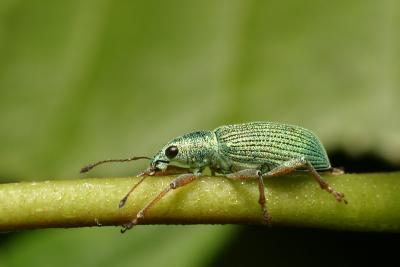 Phyllobius sp.