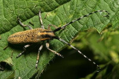 Agapanthes villosoviridescens