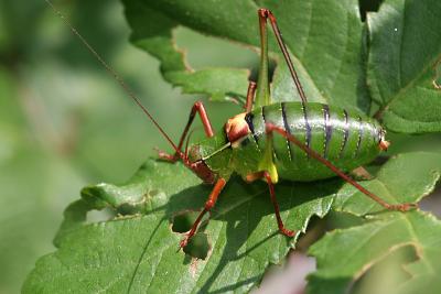 Barbitistes fischeri