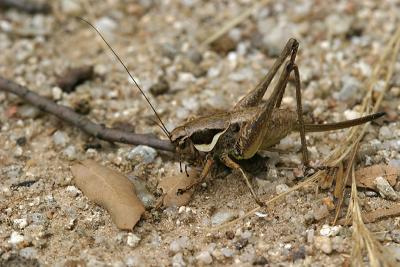 Decticus albifrons