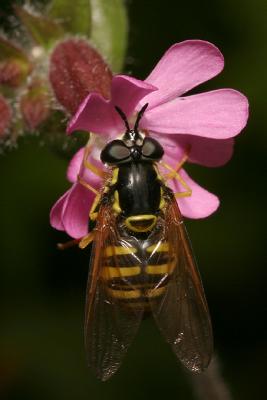 Chrysotoxum intermedium