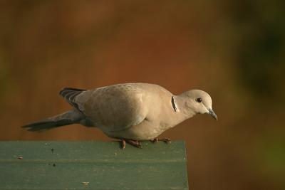 Collared Dove