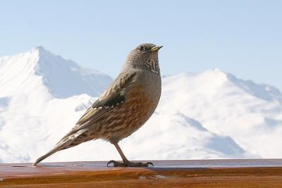 Alpine Accentor