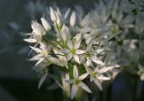 Allium ursinum