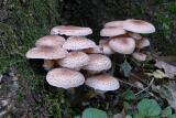 Armillaria ostoyae