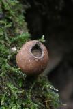 Lycoperdon pyriforme