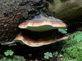 Fomitopsis pinicola