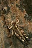 Dociostaurus maroccanus