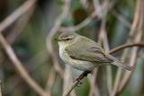 Chiffchaff