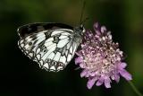 Melanargia galathea