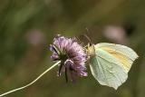 Gonepteryx cleopatra