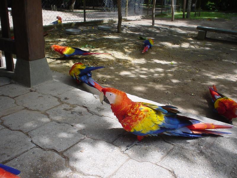 macaws at Copan