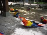 macaws at Copan