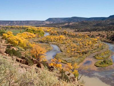 New Mexico cottonwoods