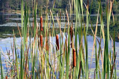 deweys_pond_cattails_vt_2003_IMG_0803.jpg