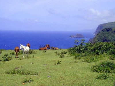 u49/fischerfoto/medium/36198612.big_island_horses_2003_P1010014.jpg