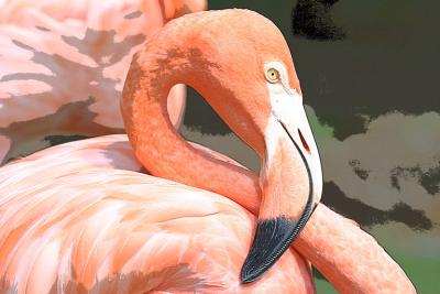 u49/fischerfoto/medium/36763589.ft_worth_zoo_flamingo_IMG_3051.jpg