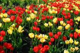 more_canadian_tulips_P1010152.jpg