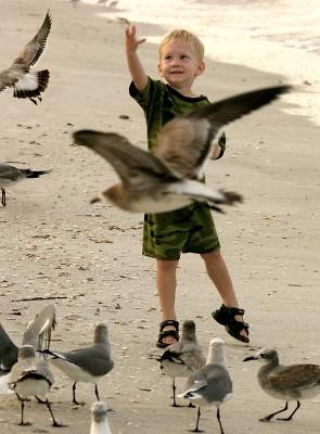 Feeding the Gulls