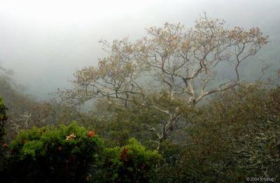 Coastal fog and tree - Marin County