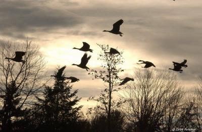 Geese and early morning sky