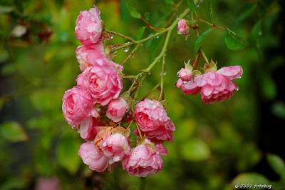 Wet roses