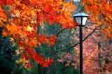 Fall colors - Skinner  Butte Park