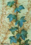 Clinging vine