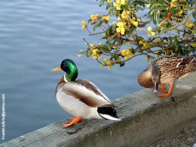 A Beautiful Couple
