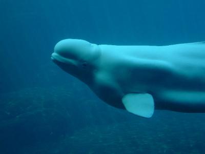 Beluga Whale