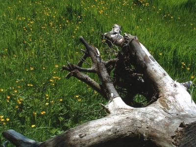Early Summer on Westcoast
