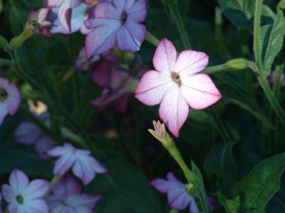 Vancouver Island-Flower in Butchart Gardens