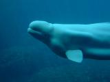Beluga Whale