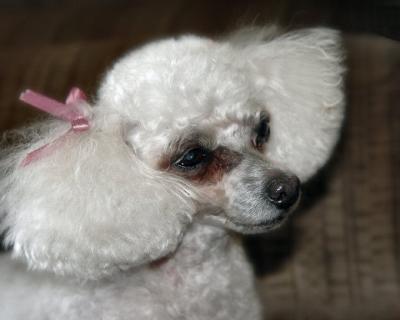 Prissy