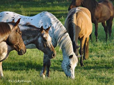 sunset graze
