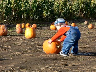 Picking pumpkins