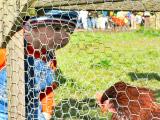 Looking through fence