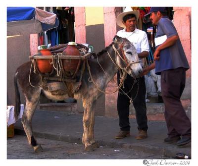 Zacatecas: Donkey