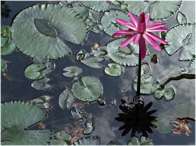 Water-lily