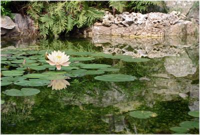 Pond