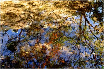 Few fallen leaves