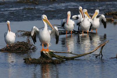 Six Pelicans