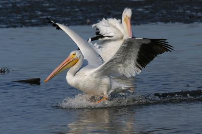 Pelican Landing