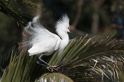 Snowy Egret, Breeding Plumage