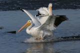 Pelican Landing
